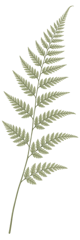 Decorative muted sage fern